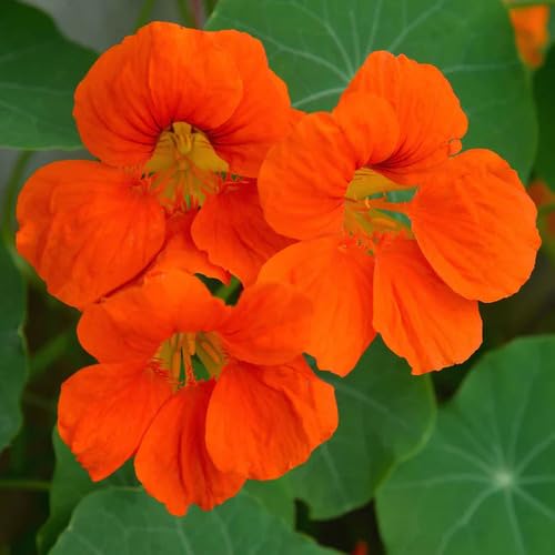 Giant Nasturtium Orange fruit seeds for organic garden planting