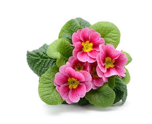 Primula Veris Flower Seeds