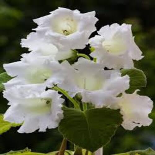 White Gloxinia Flower Seeds