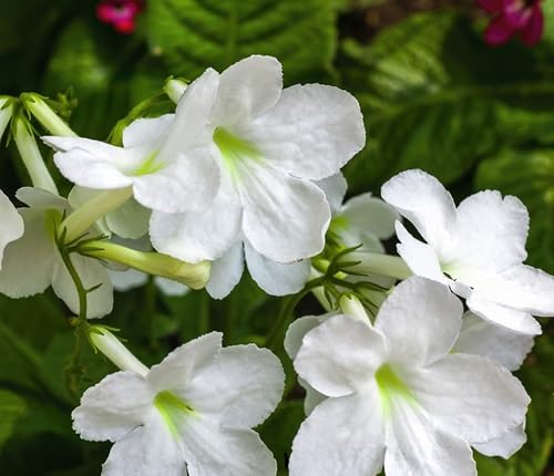 White Streptocarpus Flower Seeds