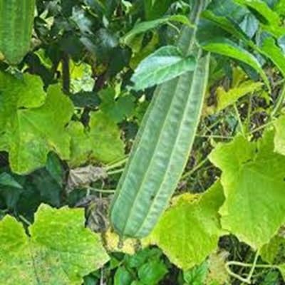ridge gourd vegetable seeds