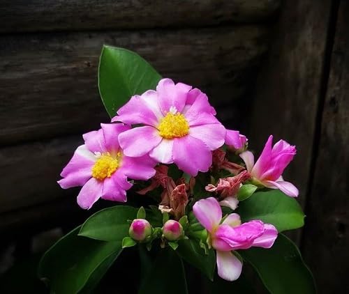 Pink Pereskia Flower Seeds