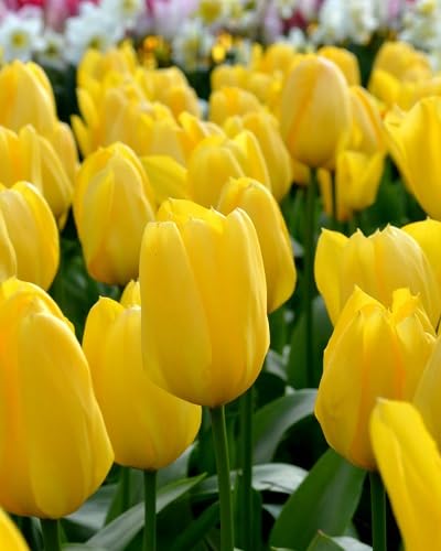 yellow tulip flower seeds