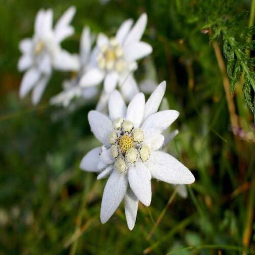 White Edelweiss Flower Seeds