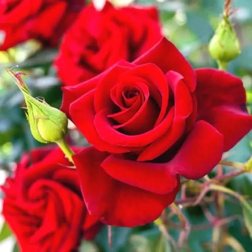 Red Rose Flower Seeds