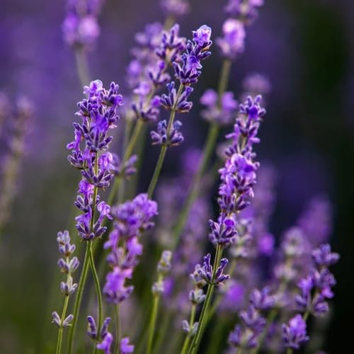 Lavender Flower Seeds