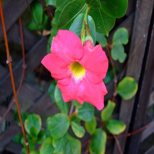 Pink Sanderi Flower Seeds
