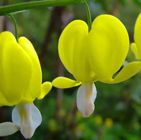 Yellow Lamprocapnos Flower Seeds