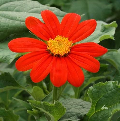 Tithonia Flower Seeds