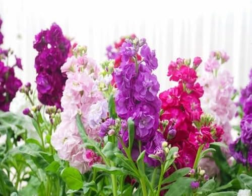 Mixed Matthiola Incana Flower Seeds