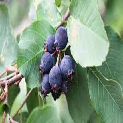 Saskatoon Berry Black fruit seeds for organic garden planting
