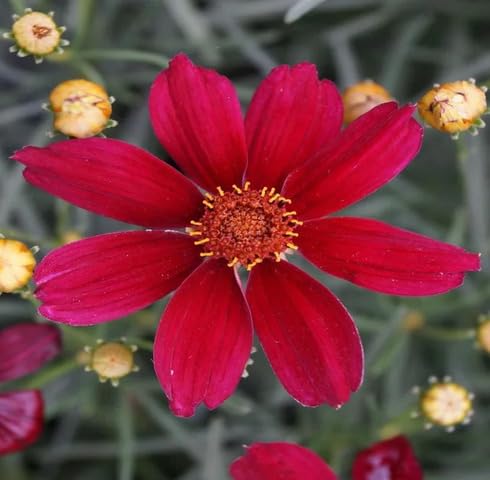 red coreopsis flower seeds