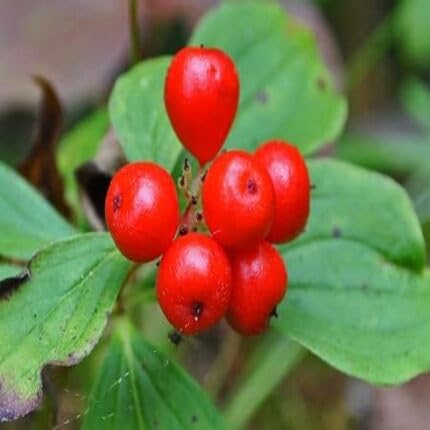 red bunchberry fruit Fruit Seeds organic garden seeds