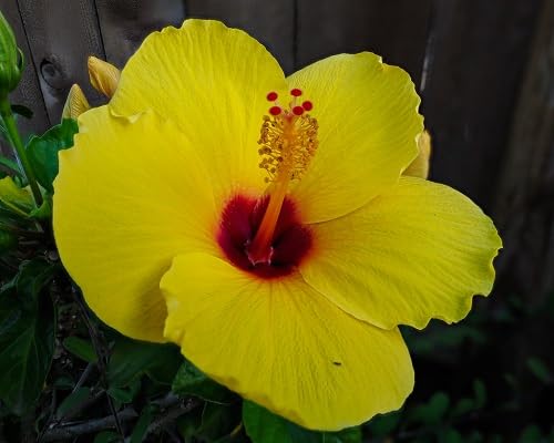 Yellow Giant Hibiscus Flower Seeds