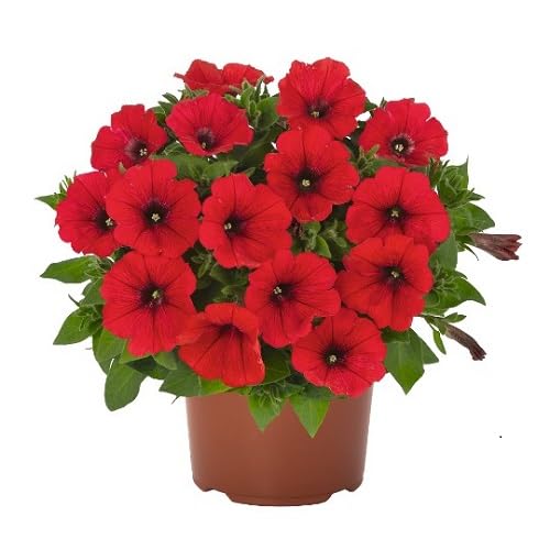 Red Surfinia Flower Seeds
