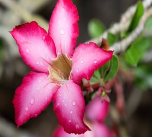 pink adenium flower seeds