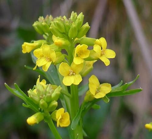 Yellow Cress Aubrieta Flower Seeds
