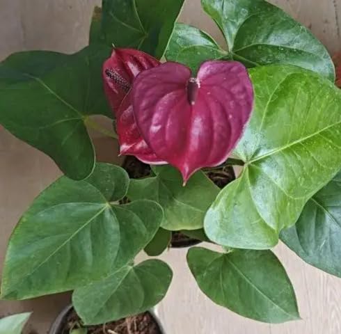 Purple anthurium Flower Seeds