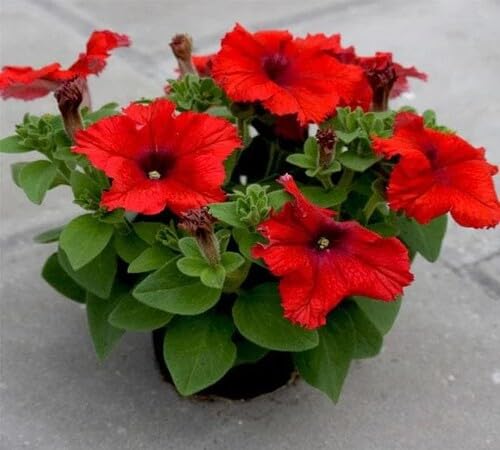 Red Giant Perennial Petunia Flower Seeds