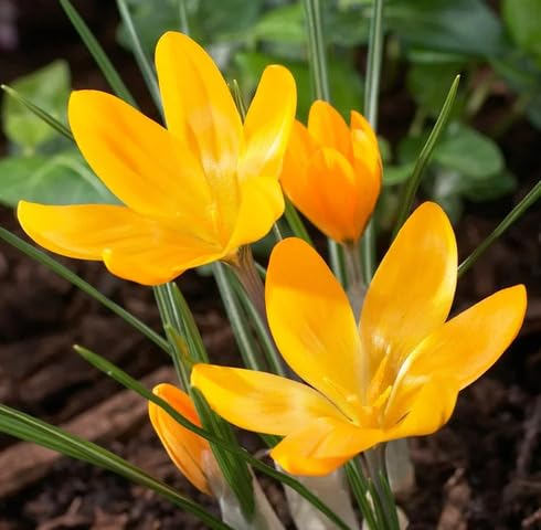 Yellow Crocus Flower Seeds