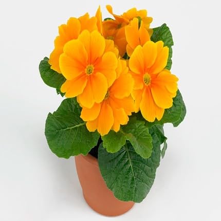 Orange Primrose Flower Seeds