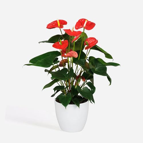 red anthurium flower seeds