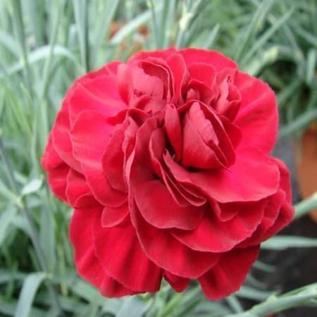 Red Caryophyllus Flower Seeds