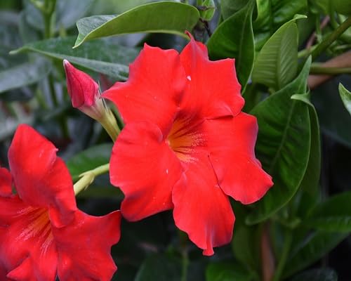 Sanderi Flower Seeds