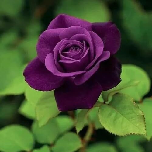 Giant Rose Flower Seeds