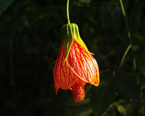 Perennial Abutilon Flower Seeds