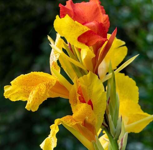 Yellow Orange Canna Flower Seeds