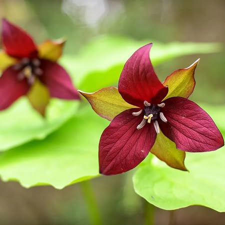 Trillium Flower Seeds