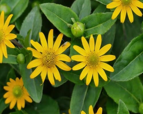 Yellow Melampodium Paludosum Flower Seeds