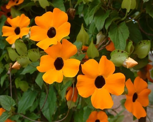 Orange Thunbergia Flower Seeds
