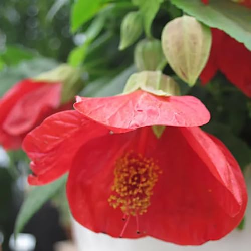 Red piecse Abutilon Flower Seeds