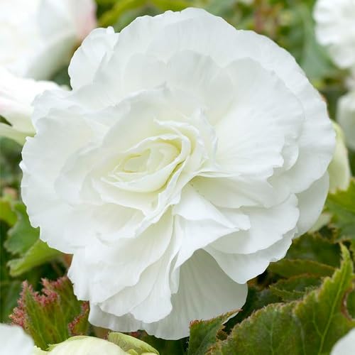 White Double Begonia Flower Seeds