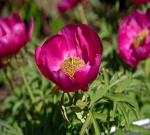 Pink Paeonia tenuifolia Flower Seeds