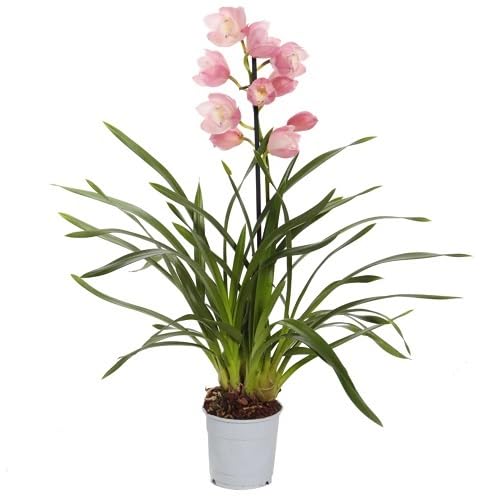 Pink Cymbidium Flowers Seeds