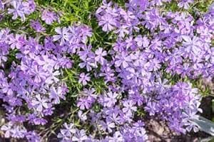 purple creeping flower seeds