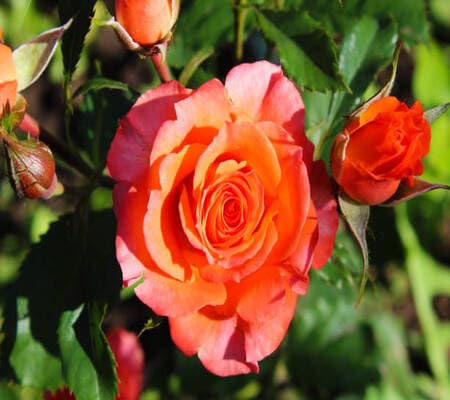 red rose flower seeds