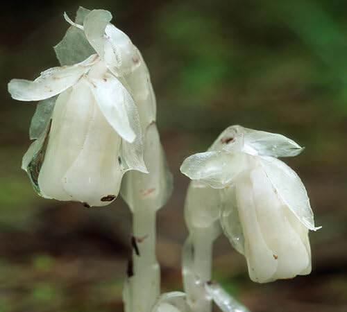 White Uniflora Flower Seeds