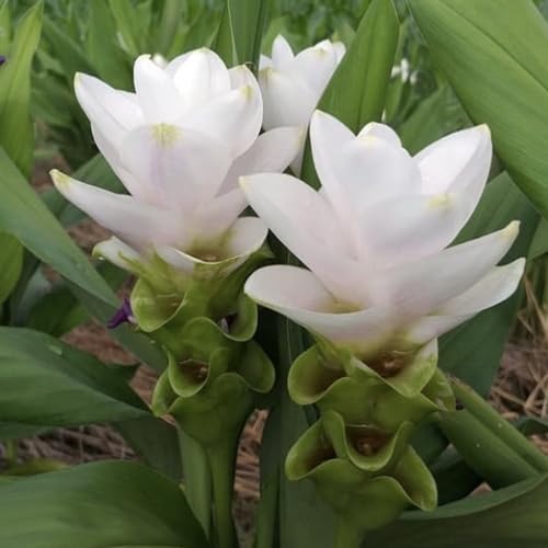 White Curcuma Flower Seeds
