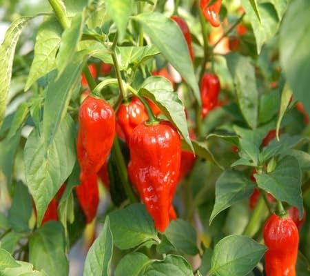 Morich Chilli Pepper vegetable seeds - Heirloom, Organic, Non Gmo Garden Seeds for kitchen garden planting