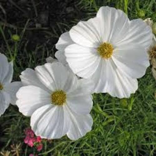 White Cosmos Bipinnatus Flower Seeds