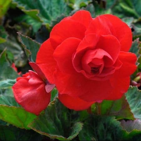 Red Double Begonia Flower Seeds