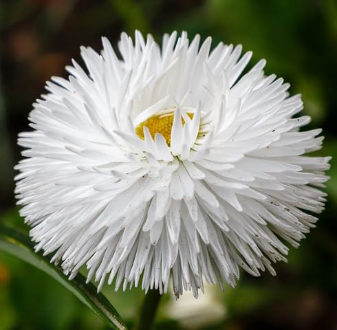 White Double Daisy Flower Seeds