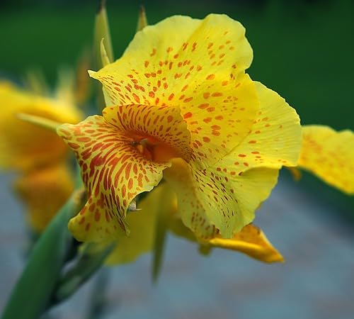 yellow canna flower seeds