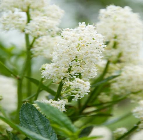 white ceanothus flower seeds