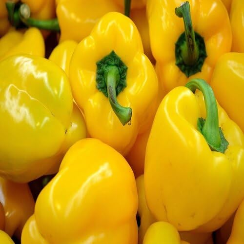 Yellow Pepper vegetable seeds vegetable seeds for Home Gardening, Organic Raised Bed Gardening for kitchen garden planting