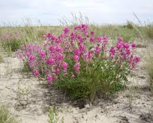 Hedysarum boreale Flower Seeds